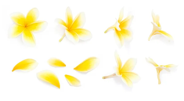 Amarelo flor frangipani conjunto com pétalas sobre fundo branco de diferentes ângulos. Útil para design de convite de casamento ou cartão de presente de estilo romântico — Fotografia de Stock