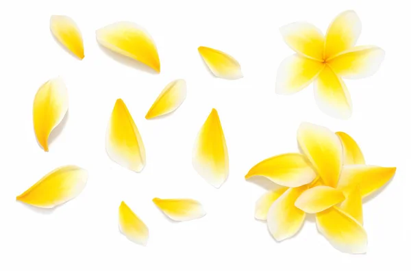 Conjunto de flores de frangipani amarillo con pétalos sobre fondo blanco desde diferentes ángulos. Útil para el diseño de la invitación a la boda o la tarjeta de regalo de estilo romántico —  Fotos de Stock