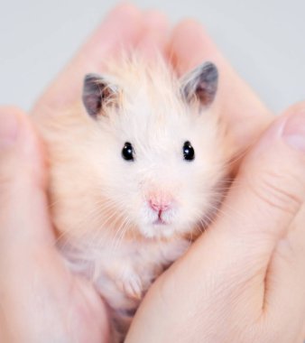 Ellerinin üzerinde oturan tatlı Suriye hamsterı. Yumuşak kemirgen yaklaş. 
