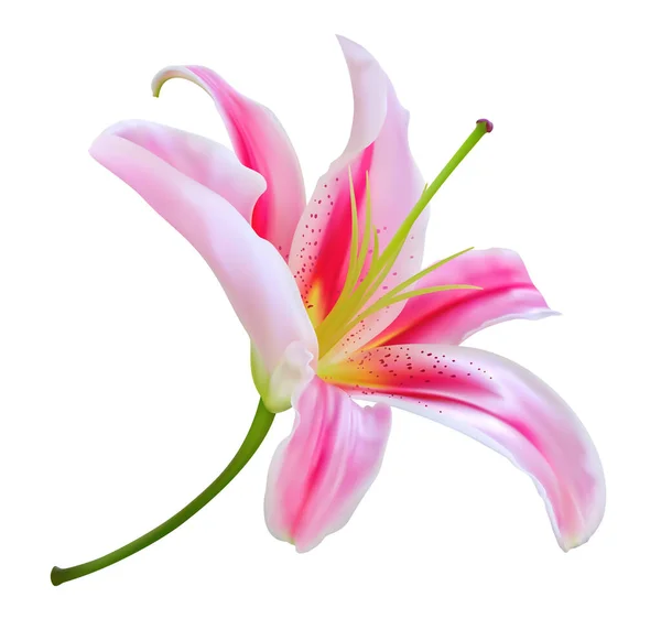 Beyaz Arka Planda Izole Edilmiş Pembe Zambak Çiçeği Tropikal Çiçek — Stok Vektör