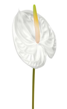 Beyaz arka planda izole edilmiş beyaz Anthurium andraeanum (Flamingo çiçeği) çiçeği. Tropikal çiçek tasarımı, düğün davetiyesi vs. için vektör illüstrasyonu kullanışlı.