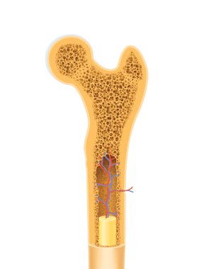 insan kemiği anatomisi
