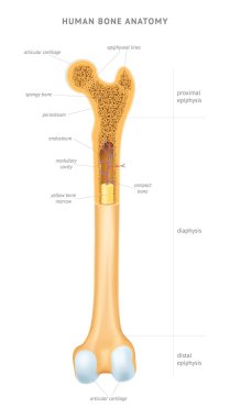 Human bone anatomy clipart
