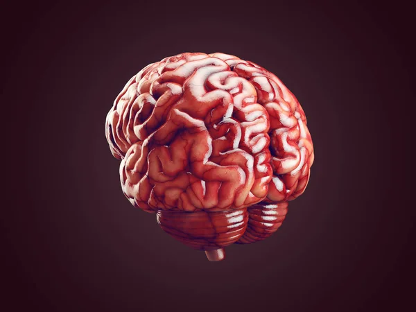 Illustrazione del cervello realistica — Foto Stock