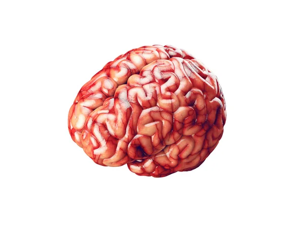 Ilustración realista del cerebro —  Fotos de Stock