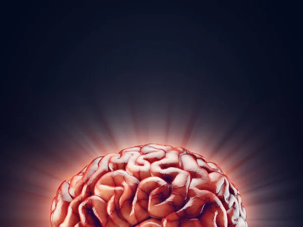 Реалістичний мозку ілюстрація — стокове фото