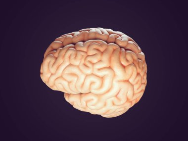 Gerçekçi beyin illüstrasyon