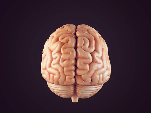 Ilustración realista del cerebro —  Fotos de Stock