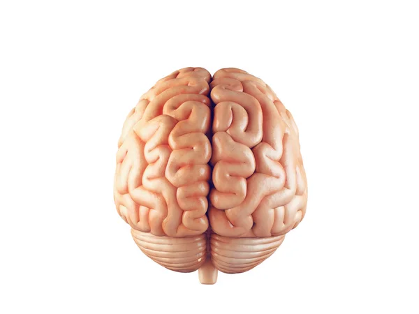 Реалистичная иллюстрация мозга — стоковое фото