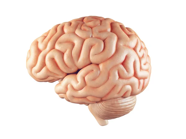 Realistic brain illustration — Stock Photo, Image