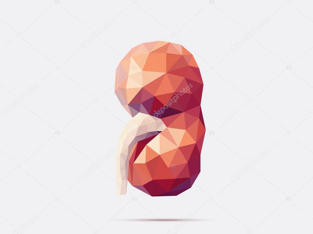 Kidney poly faceted