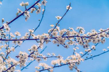 meyve ağacı çiçeği