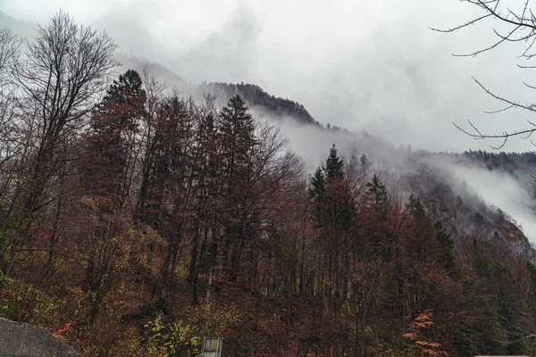 Hermoso paisaje de bosque de montaña — Foto de Stock