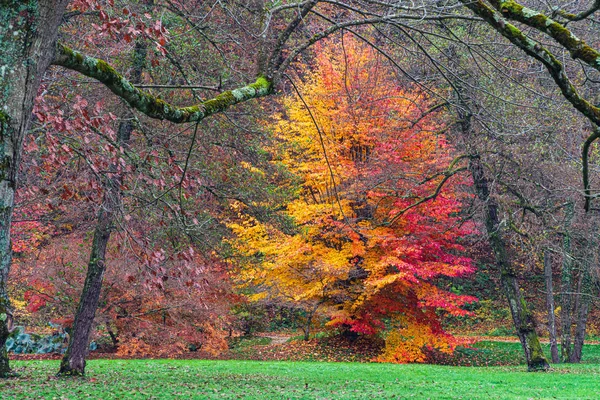 Ongelijke dubbele kleur boom in het herfstpark — Stockfoto