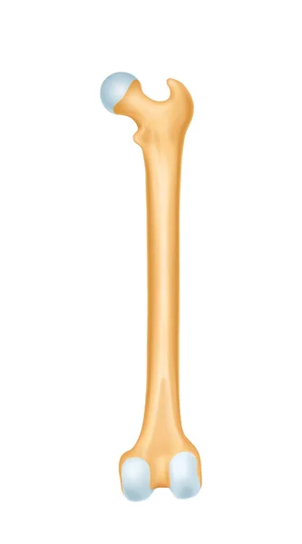 Anatomie menschlicher Knochen — Stockvektor
