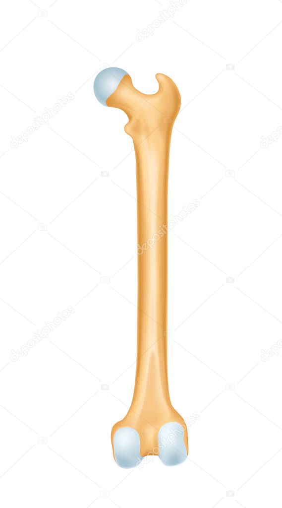 Human bone anatomy