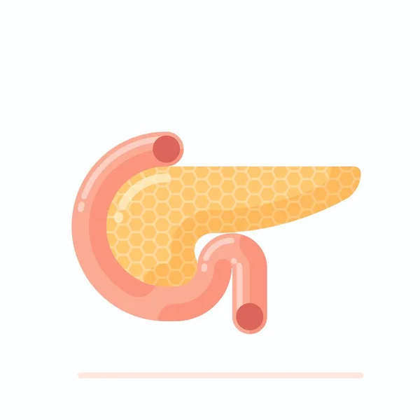 Anatomia do pâncreas humano — Vetor de Stock