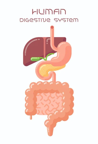 Human digestive system — Stock Vector