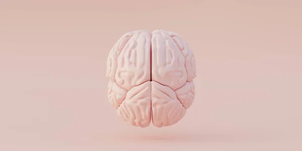 Ilustracja Ludzka Anatomia Realistyczny Trójwymiarowy Model Ludzkiego Modelu Mózgu Odizolowany — Zdjęcie stockowe