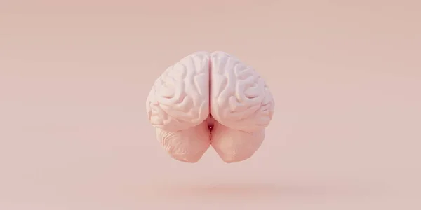 Ilustración Anatomía Humana Modelo Realista Tridimensional Del Modelo Cerebral Humano — Foto de Stock