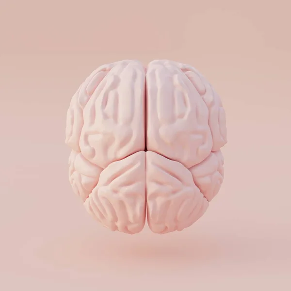 Ilustracja Ludzka Anatomia Realistyczny Trójwymiarowy Model Ludzkiego Modelu Mózgu Odizolowany — Zdjęcie stockowe