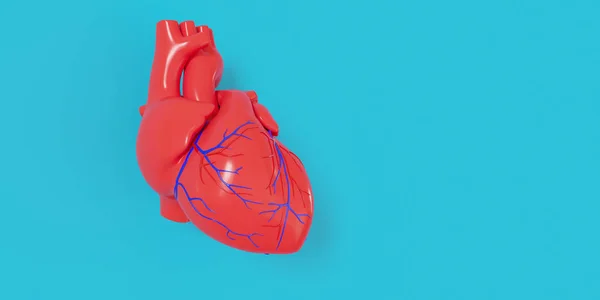 A realistic 3d model of a human heart with a shadow isolated on a blue background.