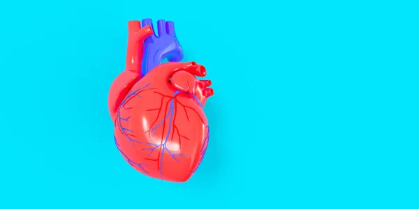 Realistic Model Human Heart Shadow Isolated Blue Background — Stock Photo, Image