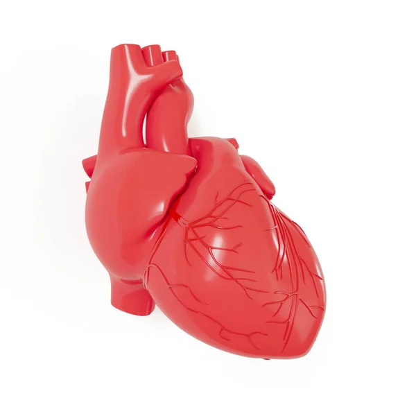 Realistyczny Model Ludzkiego Serca Cieniem Odizolowanym Białym Tle — Zdjęcie stockowe