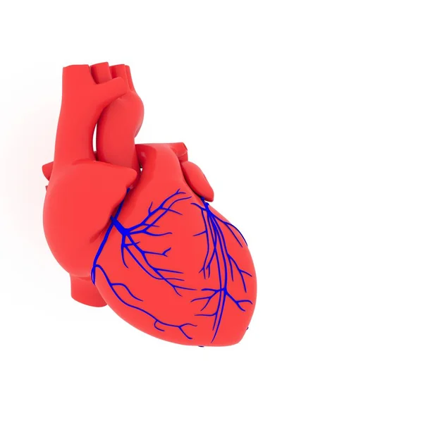 Ρεαλιστικό Μοντέλο Της Ανθρώπινης Καρδιάς Σκιά Απομονωμένη Λευκό Φόντο — Φωτογραφία Αρχείου