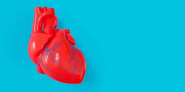 Realistic Model Human Heart Shadow Isolated Blue Background — Stock Photo, Image