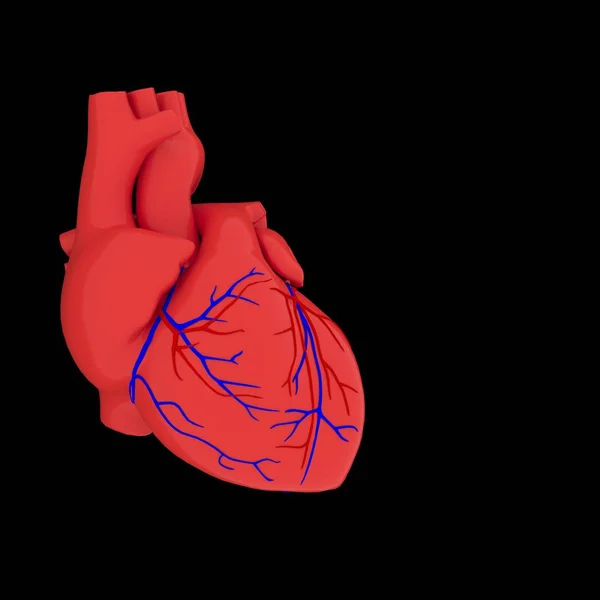 Realistico Modello Cuore Umano Con Ombra Isolata Sfondo Bianco — Foto Stock