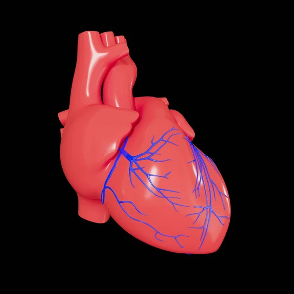 Realistisch Model Van Een Menselijk Hart Met Schaduw Geïsoleerd Een — Stockfoto