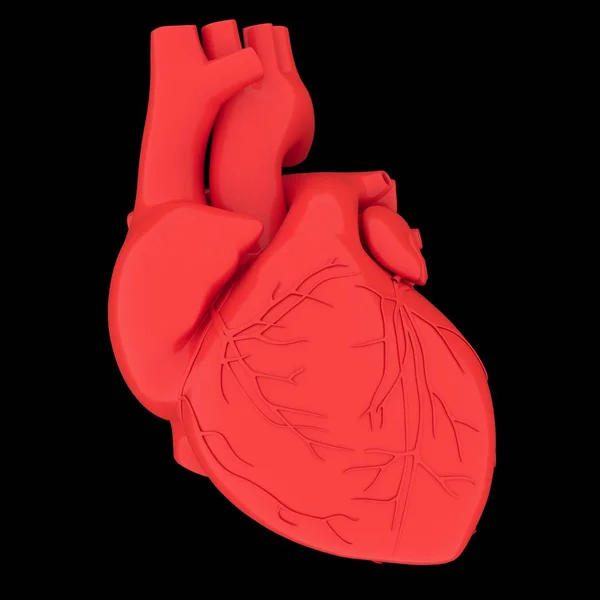 Realistyczny Model Ludzkiego Serca Cieniem Odizolowanym Białym Tle — Zdjęcie stockowe