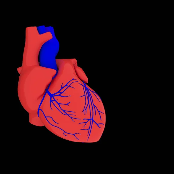 Realistico Modello Cuore Umano Con Ombra Isolata Sfondo Bianco — Foto Stock