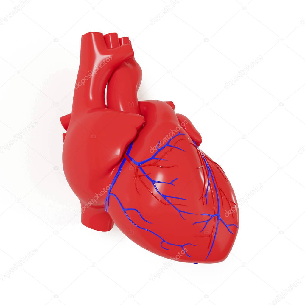 realistic 3d model of a human heart with shadow isolated on a white background.