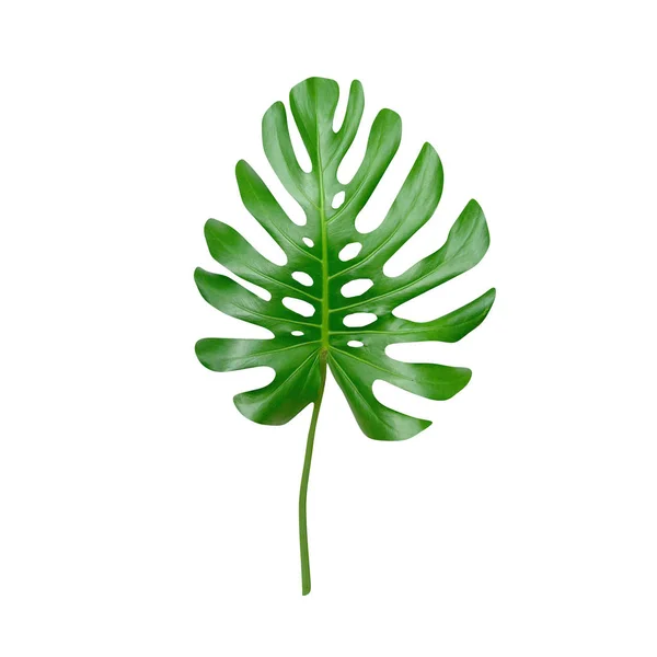 Tropical Voluminous Bright Green Palm Leaf Isolated White Background Illustration — Stock Photo, Image
