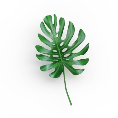 Tropikal, dolgun, parlak, yeşil palmiye yaprağı, beyaz arka planda izole. 3 boyutlu illüstrasyon. Ormanın yaprakları. Tropik bir temanın arkaplan görüntüsü. Hazırla. Kartpostal için şenlikli arkaplan.