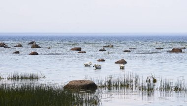 Deniz kıyısına yakın Kuğu