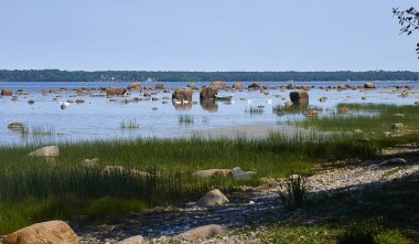 Rannamoisa, Harju, Estonya sahil yakınında sessiz Kuğu                     