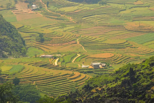 Enormes Terrazas Arroz Giang Vietnam — Foto de Stock