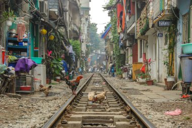 Tavuklar Hanoi, Vietnam 'da tren yolunda yemek yiyorlar. 