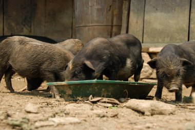Domuzlu bir çiftlik, yeşil kutudan yiyen küçük domuzlar. 
