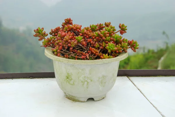 Red and green berry plant in white flowerpot