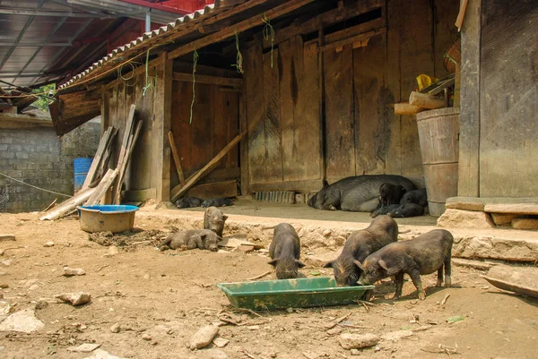 Grisfarm Med Små Söta Smågrisar — Stockfoto