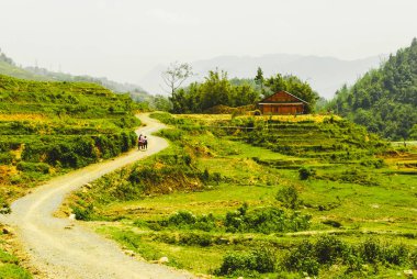 Sapa, Vietnam 'da güzel yeşil pirinç teraslarından geçen bir yol.