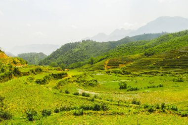 Sapa, Vietnam 'daki güzel yeşil pirinç teraslarının manzarası.