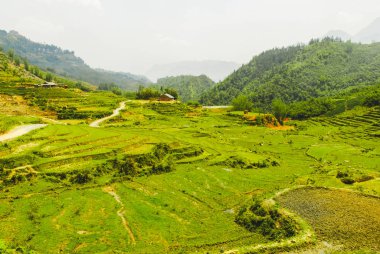 Sapa, Vietnam 'daki güzel yeşil pirinç teraslarının manzarası.
