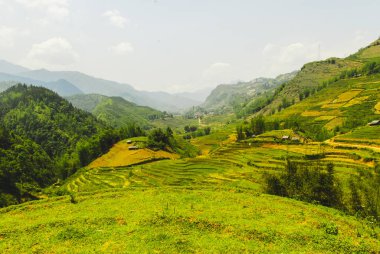 Sapa, Vietnam 'da güzel yeşil pirinç terasları manzarası