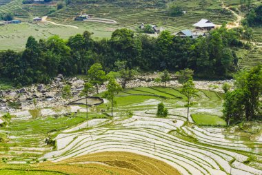  pirinç terasları, sapa, vietnam