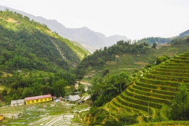  Sapa, Vietnam 'da yeşil pirinç terasları